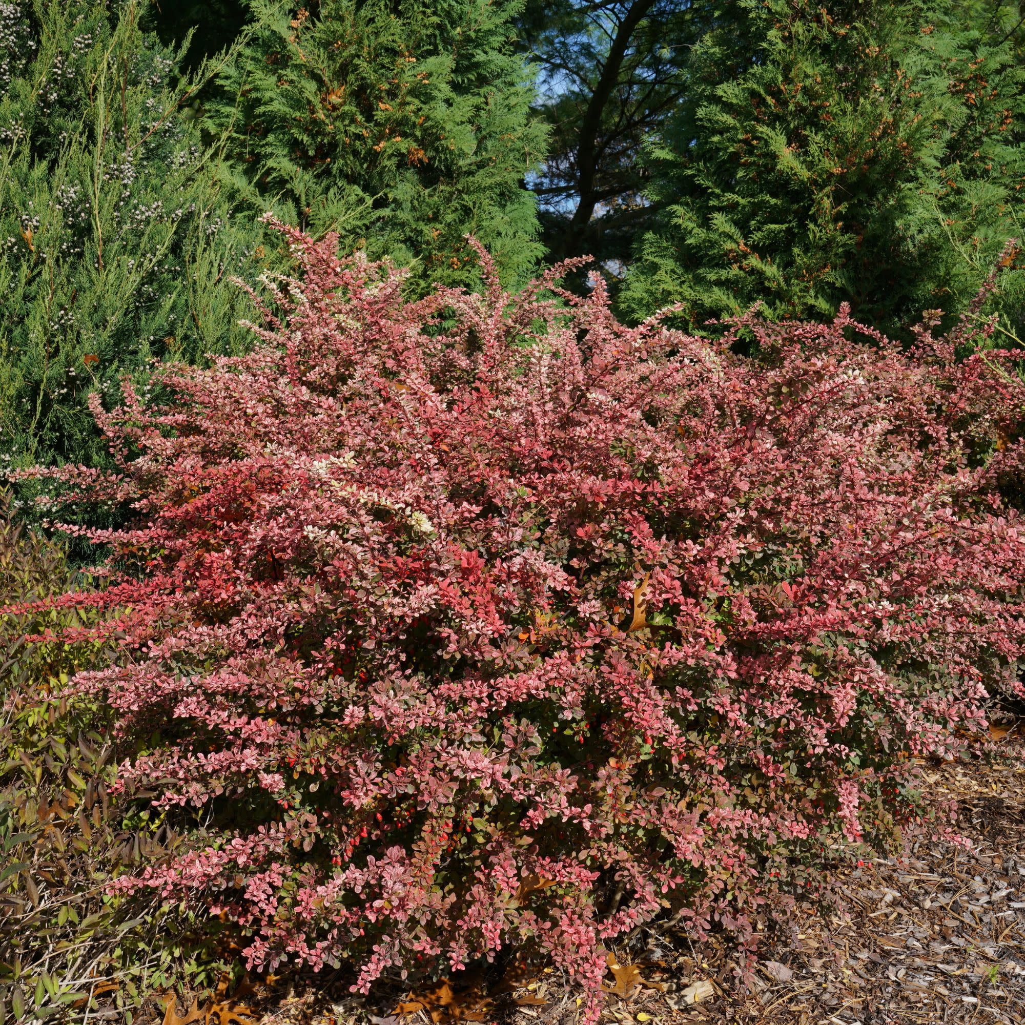 Proven Winners ColorChoice 5" Sunjoy Sequins Barberry Live Plant in 4.5" Pot (4 Count)