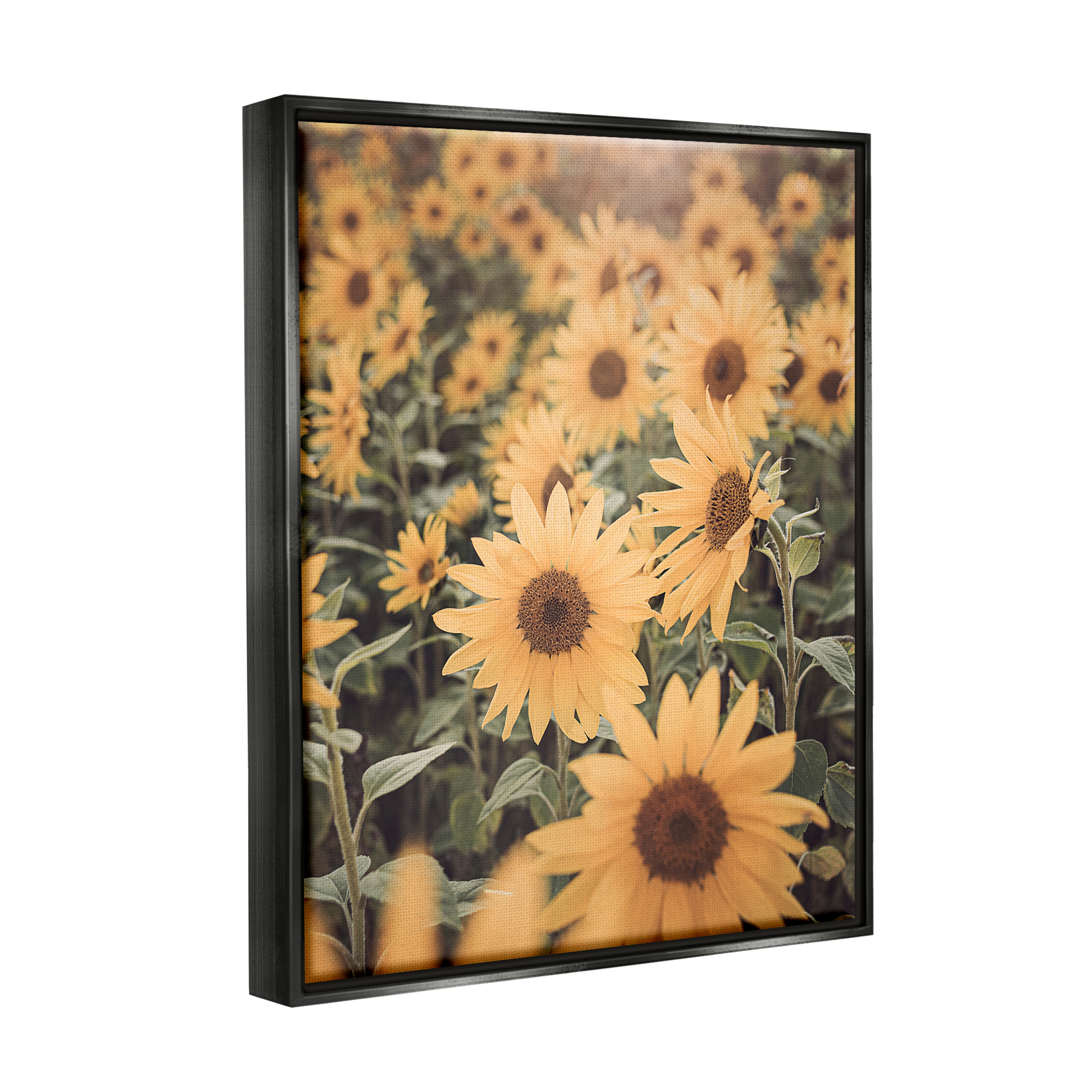 Stupell Industries Sunlit Sunflower Field Botanical & Floral Photography Black Floater Framed Art Print Wall Art, 17 x 21