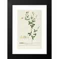 thumbnail image 2 of Georg Dionysius Ehret 11x14 Black Modern Framed Museum Art Print Titled - Sophora 2 (1750-1773), 2 of 5