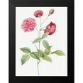 thumbnail image 2 of Redoute, Pierre Joseph 15x18 Black Modern Framed Museum Art Print Titled - China Rose, Bengal Animating, Rosa indica dichotoma, 2 of 5
