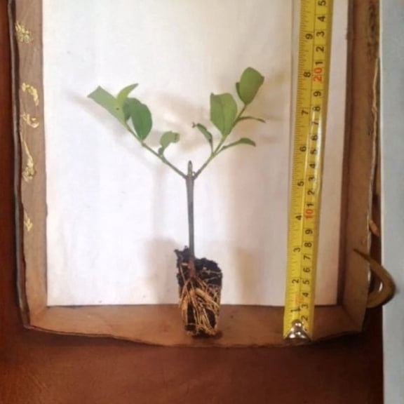Sweet Viburnum Live Starter Plant (1 Plant) – Less Than 12 Inches Tall