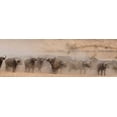 thumbnail image 2 of Bennion, Scott 32x13 White Modern Wood Framed Museum Art Print Titled - Spooked Buffalo, 2 of 4