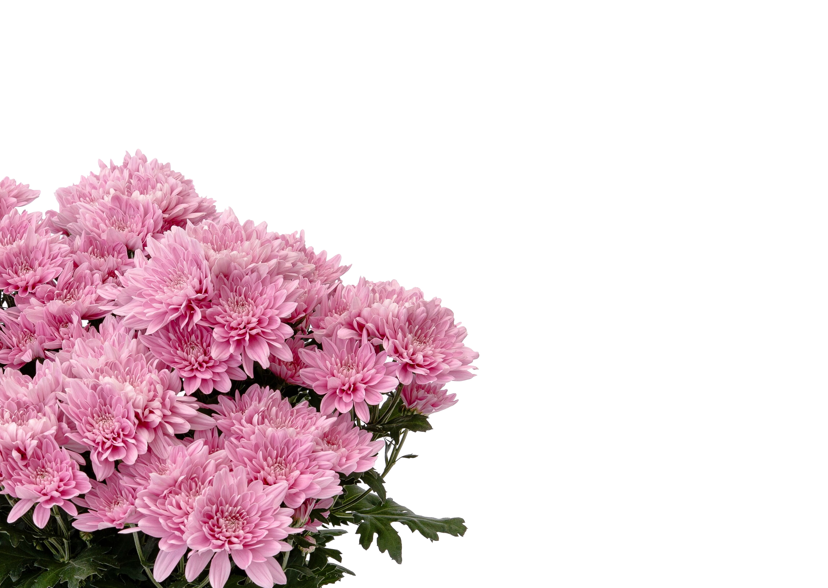 Expert Gardener Pink Mum Live Plant in 3.0QT Grower Pot
