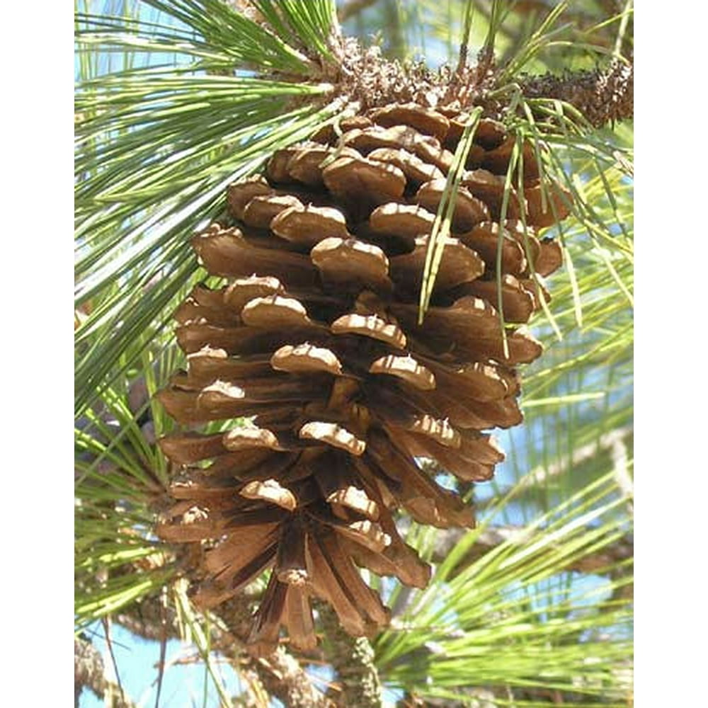 large LongLeaf Pine Cones Natural large 50 per box Single Box