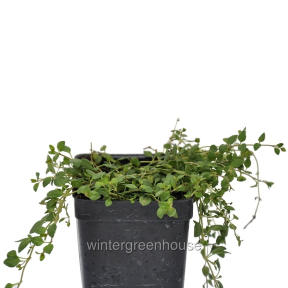 Winter Greenhouse 1" Purple-Blue Veronica Oltensis Live Plants in 3" Pots (2 Count)