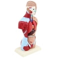 thumbnail image 1 of Modelo de anatomía del torso humano de 27 cm, esqueleto de tamaño real para, 1 of 6