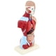 thumbnail image 1 of 27cm Torso anatómico humano modelo de esqueleto tamaño real para escue, 1 of 6