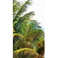 thumbnail image 2 of Simons 19x32 White Modern Wood Framed Museum Art Print Titled - Neon Palm II, 2 of 4