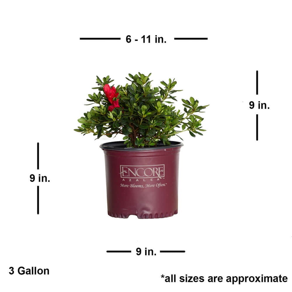 Encore Azalea Autumn Bonfire Live Shrub in 3-Gallon Grower Pot