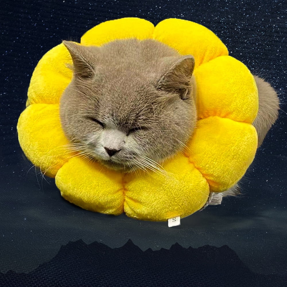 Collier De Protection Pour Chat Collier De Récupération Élisabéthain