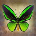 thumbnail image 2 of Reynolds, Richard 20x20 Black Ornate Wood Framed with Double Matting Museum Art Print Titled - Common Green Birdwing, 2 of 4