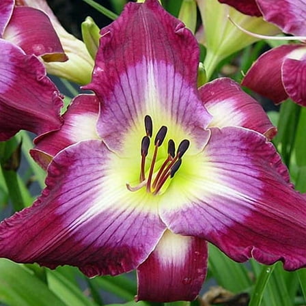 'Water Dragon' Daylily Perennial - Hemerocallis - 4" Pot