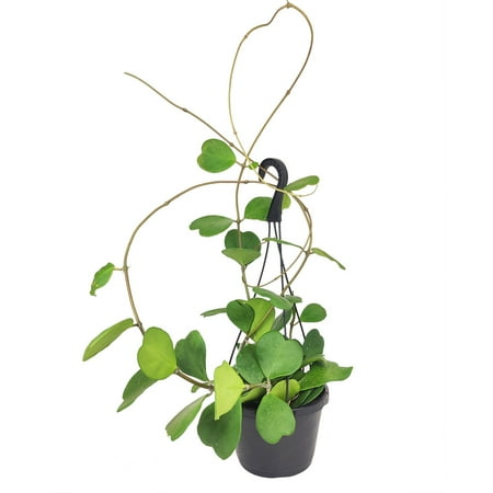 

Rare Trailing Hoya Kerrii Heart Large Size (8 + Grower Pot) - Best Houseplant Décor - Bright Indirect Light Houseplant