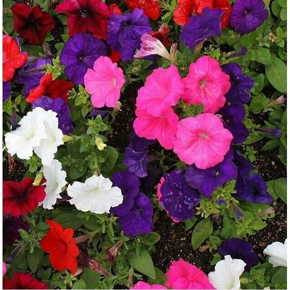 Petunia DWARF MIX 2000 Seeds - Mother Nature's Seeds - Wildflower Seeds - Flower Seeds for Planting - Non-GMO