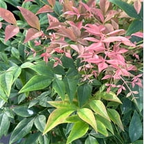 Gulf Stream Heavenly Bamboo - Nandina domestica 'Gulf Stream'