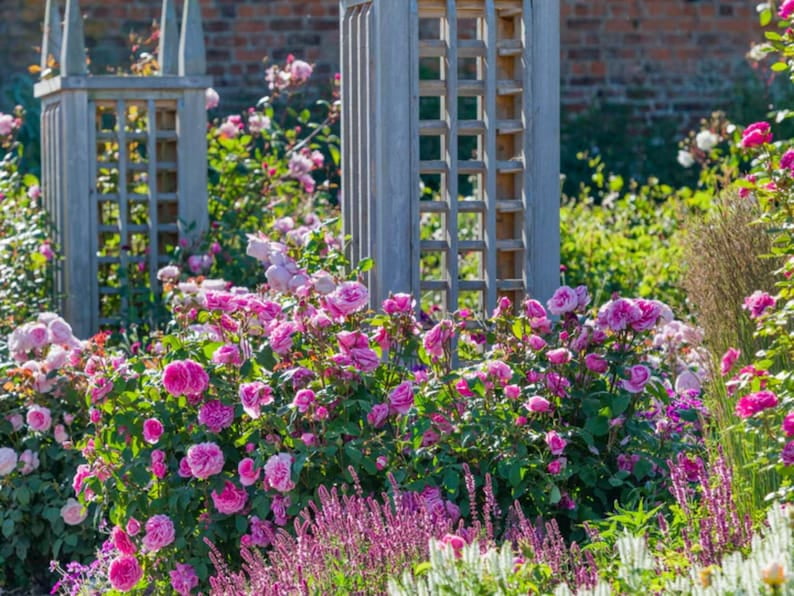 30 Seeds Gertrude Jekyll Climbing Rose Seeds Perennial Non- Mix for Late Winter to Early Spring Planting