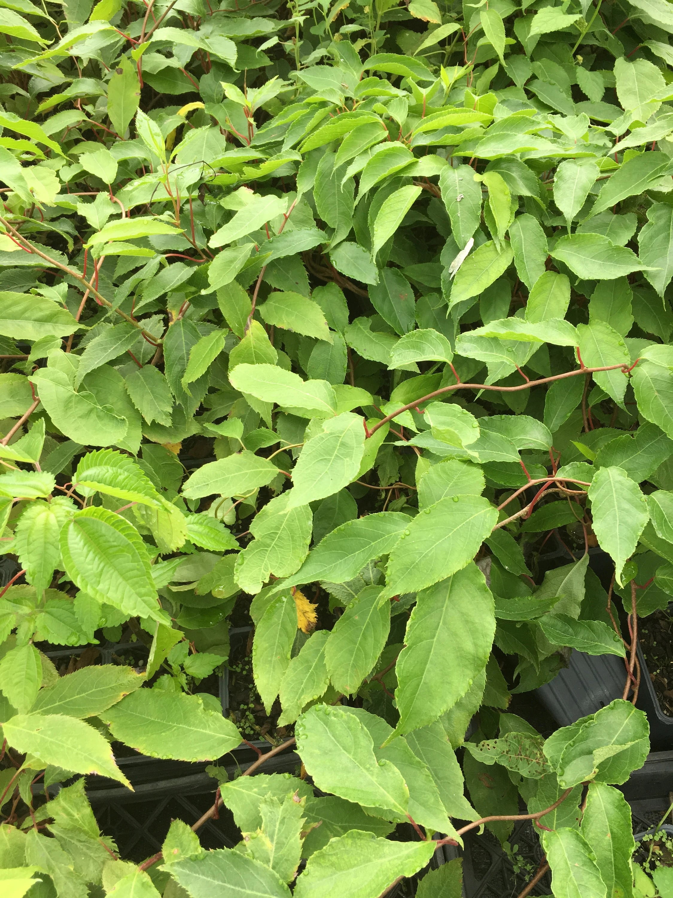 2 Kiwi Plants-Prolific self-pollinating kiwi--all in 4 Inch Cups/ hybrid 2 pots of plants, one plant per pot