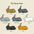 thumbnail image 3 of CafePress - Flemish Giant Rabbit Light T Shirt - Men's Classic Graphic T-Shirt, 3 of 4