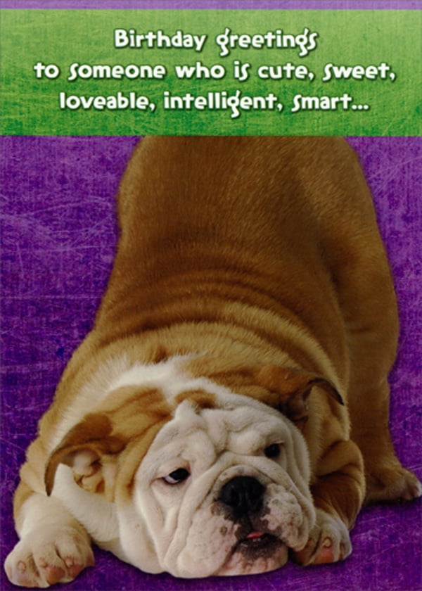 Bulldog Ready for Birthday Kiss Funny  Humorous Dog Birthday Card