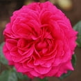 thumbnail image 2 of Heirloom Roses - Tower Bridge™ English Legend Roses - Red Rose Plant, 2 of 4