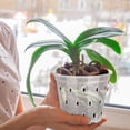 thumbnail image 3 of Maceta de orquídeas, maceta transparente transpirable para plantar orquídeas con agujeros para interiores y exteriores, 3 of 8