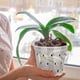 thumbnail image 3 of Maceta de orquídeas, maceta transparente transpirable para plantar orquídeas con agujeros para interiores y exteriores, 3 of 8