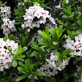 thumbnail image 6 of Daphne White Live Shrubs, Fragrant Evergreen with Elegant White Blooms, 6 of 6