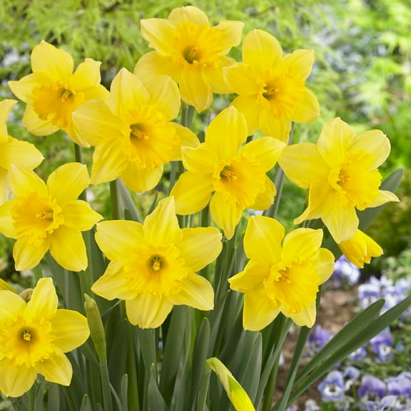 Carlton Daffodil, Bulb (5Bulb) Daffodil, Stunning Blooms with Deep Golden Yellow Petals