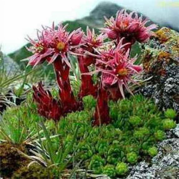 Sempervivum Seeds - Mountain Hens And Chicks Ground Cover Seed - 1000 Seeds