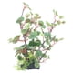 thumbnail image 5 of Decoración De Plantas De Paisajismo De Acuario Planta De Simulación De Tanque De Peces Natural Hermosa Estable Estable Para Acuario Para Pecera ANGGREK Mascotas, 5 of 8