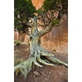thumbnail image 2 of Rotenberg, Nancy 23x32 Black Ornate Wood Framed with Double Matting Museum Art Print Titled - UT, Monument Valley Juniper tree in barren land, 2 of 4