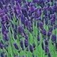 thumbnail image 3 of Graines d'Herbe de Lavande Anglaise - non-OGM, 3 of 3