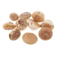 thumbnail image 3 of Adornos Navideños Especiales Tienda Decoración commerce business Fabricación de Suministros Secado Natural BLESIY Artesanías Secas, 3 of 8