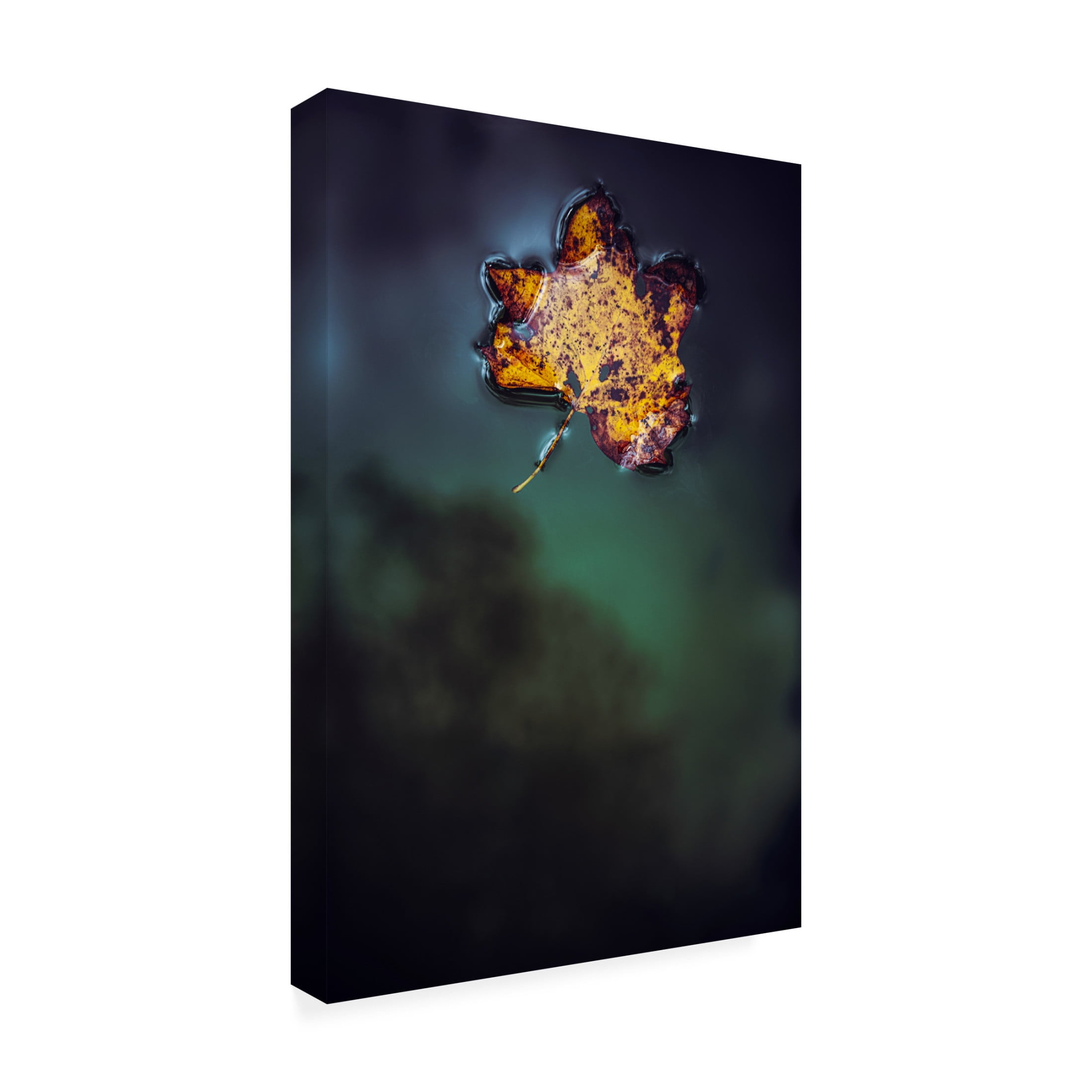 Trademark Fine Art Tim Mossholder Leaf On Water Canvas Wall Art