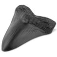 thumbnail image 1 of Dientes de tiburón resina fácil limpio realista en forma especialidades fósiles megalodon diente para aprender regalos de decoración de halloween negro Yuarrent HA011482-00B, 1 of 7