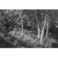 thumbnail image 2 of Schlabach, Sue 24x17 Black Ornate Wood Framed with Double Matting Museum Art Print Titled - Sunlit Birches II, 2 of 4
