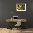 thumbnail image 3 of Bonin, Suzanne 32x25 White Modern Wood Framed Museum Art Print Titled - Tiger Lily, 3 of 4