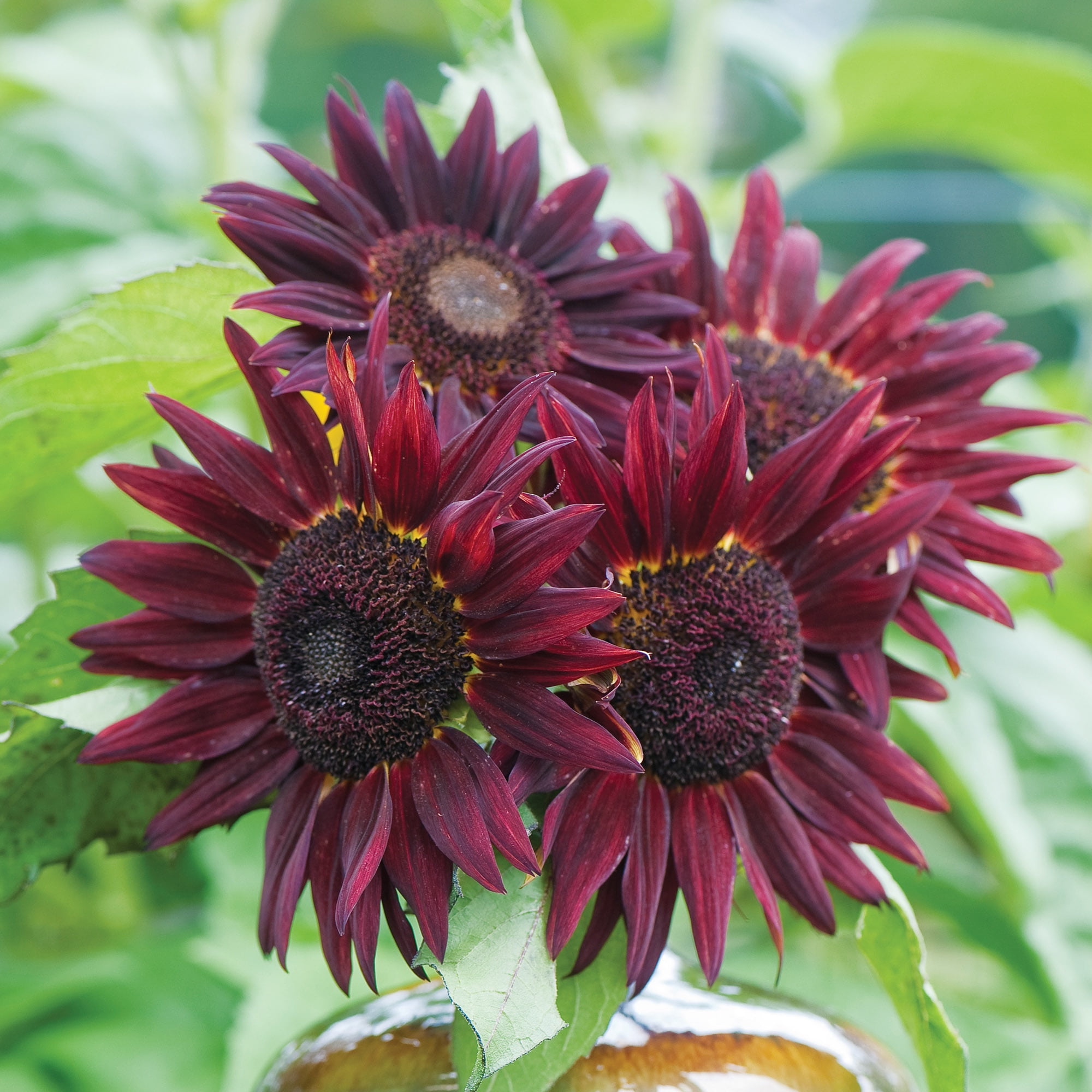 sunペ Burpee Sunray Yellow Dwarf Sunflower Seeds, Easy to Grow