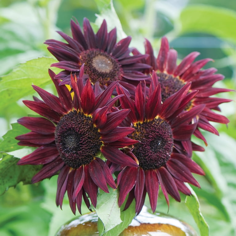 Burpee Chianti Hybrid Sunflower Flower Seeds, Stunning Wine-Red