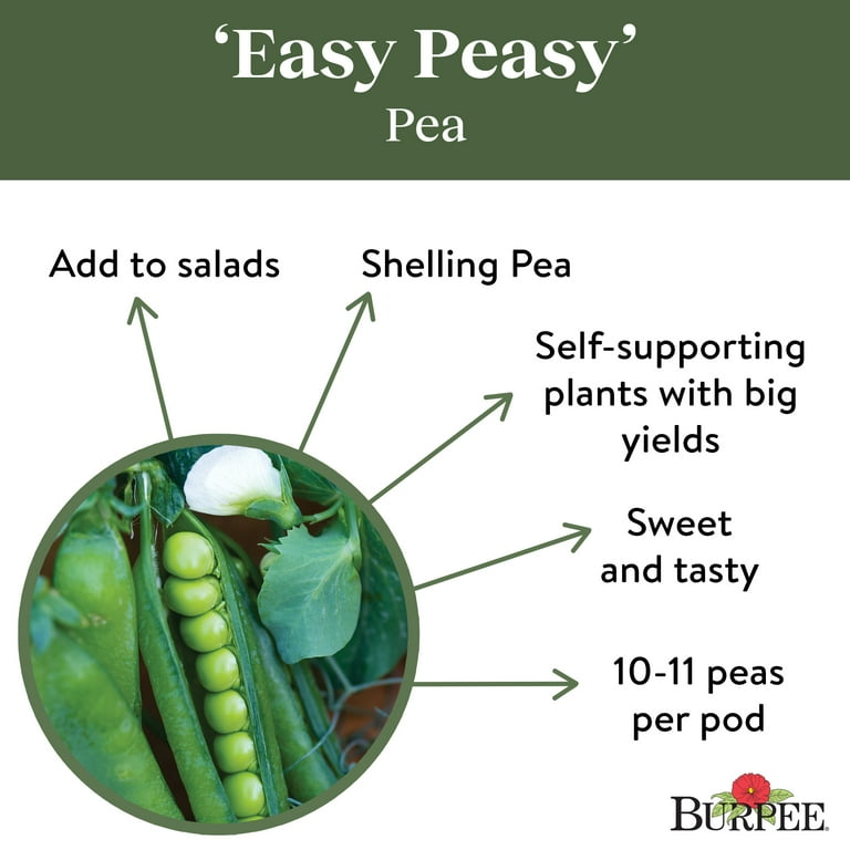 Burpee Easy Peasy Pea Seeds - Non-GMO, Shelling Pea, Easy to Grow,  Vegetable Gardening Seeds, 18g, 1-Pack - Walmart.com
