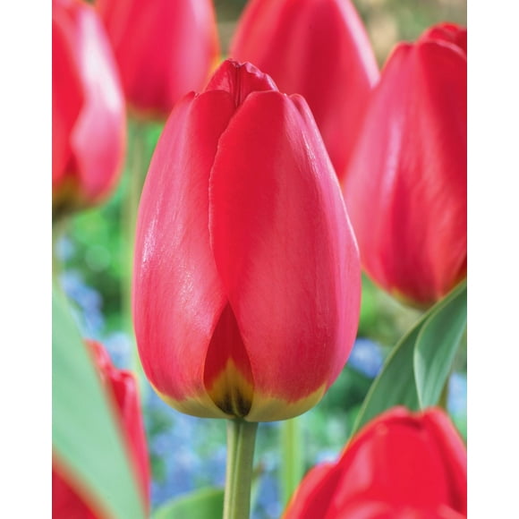 TASC Tulip Flower Bulbs-Tulip Darwin Hybrid Apeldoorn(20 Bulbs)