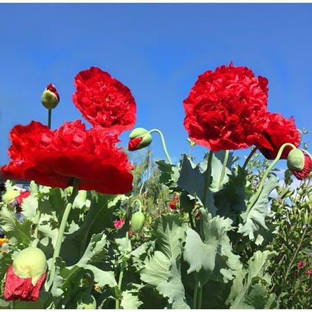Papaver Somniferum Poppy Seeds - Red Shades Double Oriental Poppy - Papaver - Quart Pot