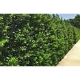 thumbnail image 2 of Needlepoint Holly | 50 Live Plants | Ilex Cornuta | Fast Growing Evergreen Shrub, Low Maintenance Garden Plant, Privacy Hedge, Ornamental Foliage, Drought Tolerant Landscape Plant, 2 of 6