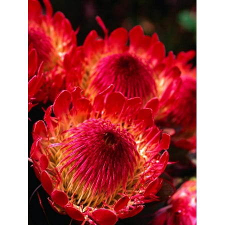 Beautiful and Exotic Protea Flower Grown on the Slopes of Haleakala Nat. Park, Maui, Hawaii, USA Print Wall Art By Ann (Best Delivery Park Slope)