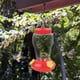 thumbnail image 2 of Alimentador de colibrí Sunnimix Contenedor de Alimentación Jardín Colgante Exterior Flor amarilla, 2 of 7