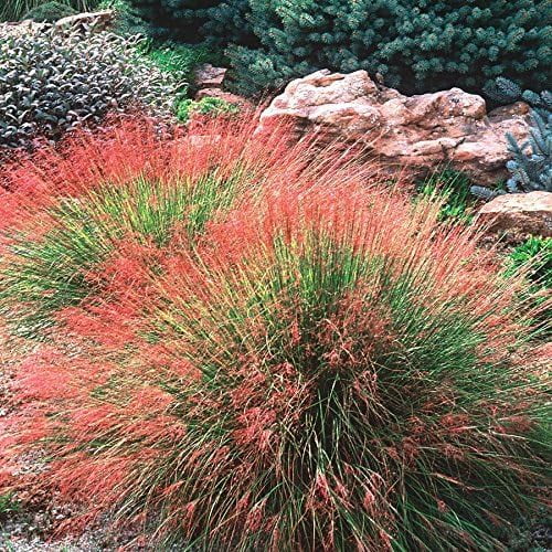 30 Ruby Muhly Grass Seeds for Planting