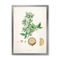Designart 'Ancient Plant Life X' Farmhouse Framed Art Print