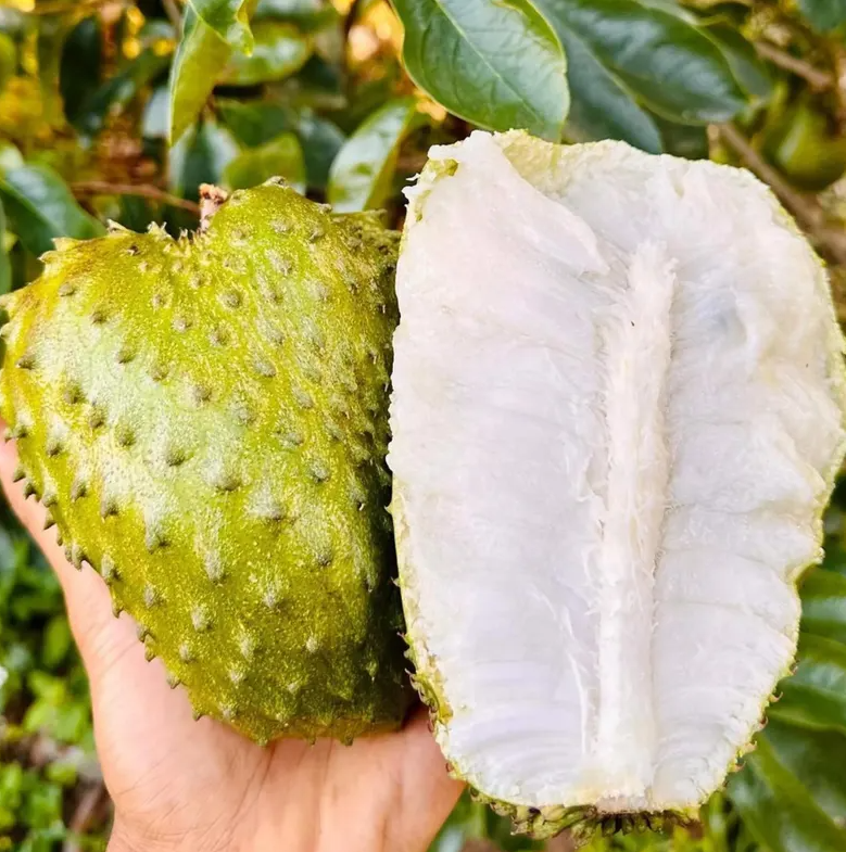 Soursop Tree Live for Planting, Guanabana Plant for Garden 8 to 12 Inch Tall, Ship No Pot
