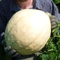 thumbnail image 1 of Organic Costata Romanesco Squash Seeds - 1/4 LB Bulk ~1,000 Seeds - Organic, Non-GMO, Heirloom, Open Pollinated - Farm & Garden Vegetable Gardening Seeds - Summer Squash - Italian Zucchini, 1 of 2