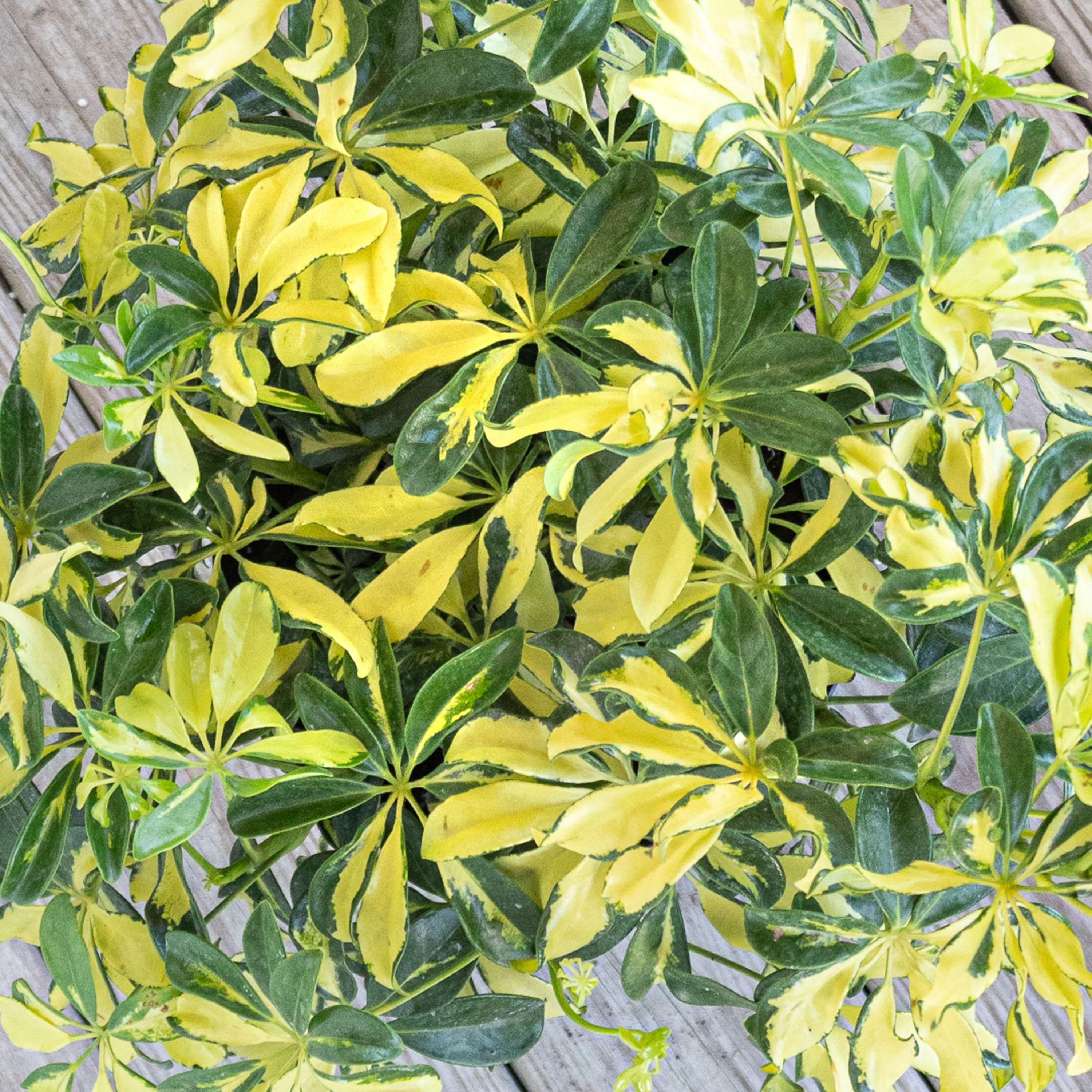 United Nursery Live Schefflera Trinette Plant 24-34 inches Tall in 9.25 inch Grower Pot
